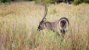 Waterbuck_ Grazing_in_ Grassland.jpg Wallpaper