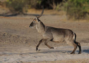 Waterbuck In Motion Savanna Wallpaper