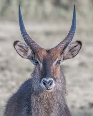 Waterbuck Portrait Close Up Wallpaper