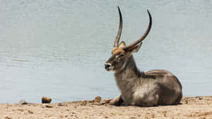 Waterbuck Resting By Waterbody Wallpaper