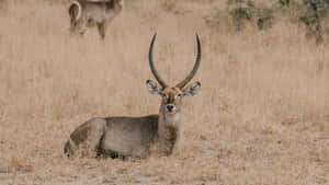 Waterbuck Restingin Savannah Grassland Wallpaper