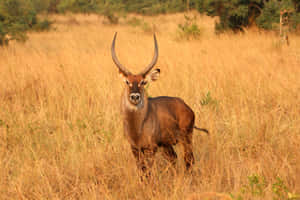 Waterbuck Standing Tallin Savannah Wallpaper