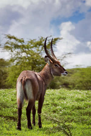 Waterbuck Standingin Savannah Wallpaper