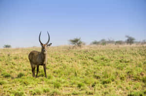 Waterbuck Standingin Savannah Grassland Wallpaper