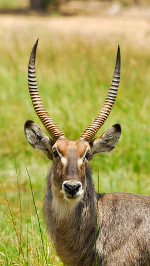 Waterbuck Staring Directly At Camera Wallpaper