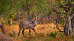 Waterbuckin Natural Habitat Wallpaper