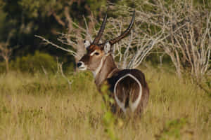 Waterbuckin Savanna Grassland Wallpaper