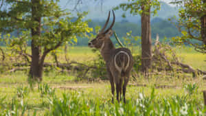 Waterbuckin Savanna Grassland Wallpaper