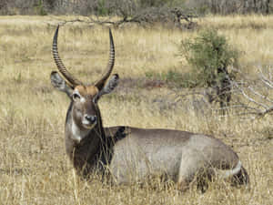 Waterbuckin Savanna Grassland.jpg Wallpaper