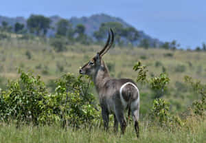 Waterbuckin Savanna Landscape Wallpaper