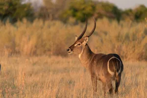 Waterbuckin Savanna Sunset Wallpaper