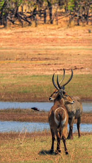 Waterbucks_by_ Waterhole.jpg Wallpaper