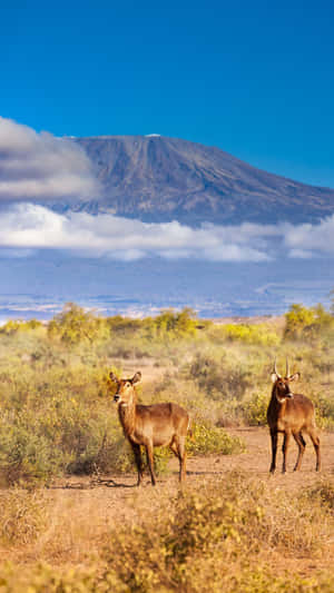 Waterbucks_with_ Mountain_ Backdrop Wallpaper