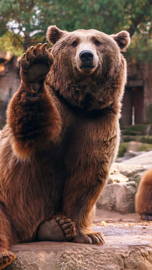 Waving Brown Bear Wallpaper