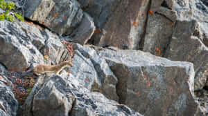 Weasel_on_ Rocky_ Terrain Wallpaper