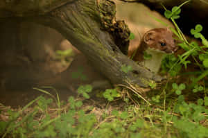 Weasel Peeking From Hollow Log Wallpaper