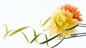 Wedding Flowers 1366 X 768 Wallpaper Wallpaper