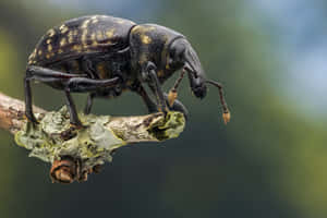 Weevilon Branch Macro Photography Wallpaper