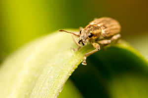 Weevilon Leaf Closeup Wallpaper