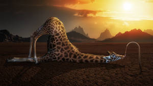 Weird Giraffe Drinking Water Wallpaper