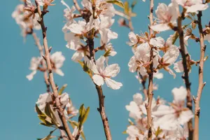 Welcome April, A Month Of White Flowers Wallpaper
