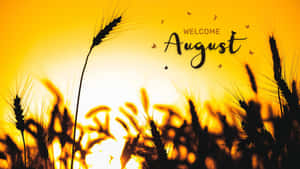 Welcome August Wheat Field Sunset Wallpaper