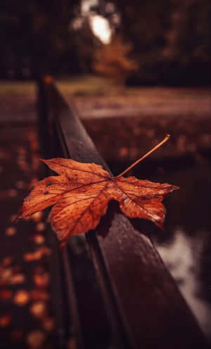 : Welcome Autumn With Warm Colors Wallpaper