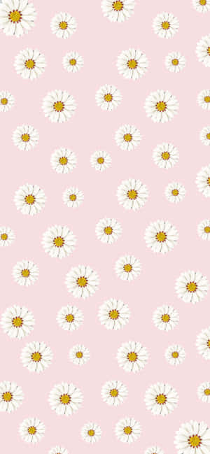 Welcome Spring With Vibrant Colored Daisies! Wallpaper