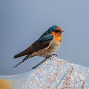Welcome Swallow Perched On Fabric Wallpaper