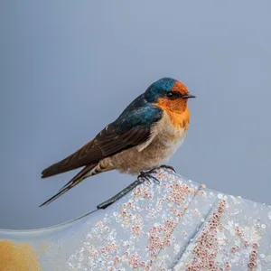 Welcome Swallow Perched On Fabric Wallpaper