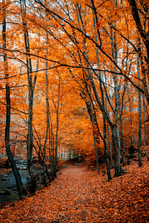 Welcome The Fall With Autumn Leaves Phone Wallpaper