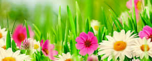 Welcome The Peace Of Spring On Your Dual Monitors. Wallpaper