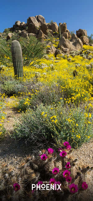 Welcome To Phoenix, Arizona Wallpaper