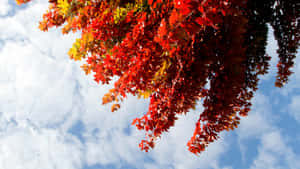 Welcoming The First Day Of Fall With Vibrant Autumn Colors Wallpaper