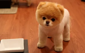 Well Groomed Small Dog Pomeranian Wallpaper