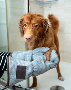 Wet Dog After Bath Time Wallpaper