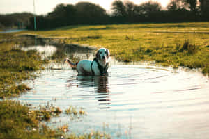 Wet Dog Enjoying Water Puddle Wallpaper