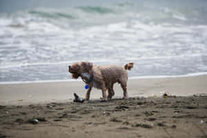 Wet Dog Shaking Off Water Beach Wallpaper