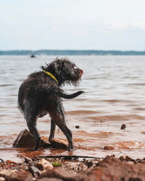 Wet Dog Shaking Off Water Lakeside Wallpaper