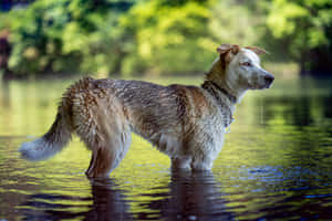 Wet Dog Standingin Water Wallpaper