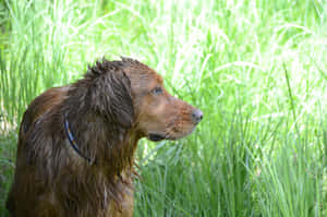 Wet Dogin Green Grass.jpg Wallpaper