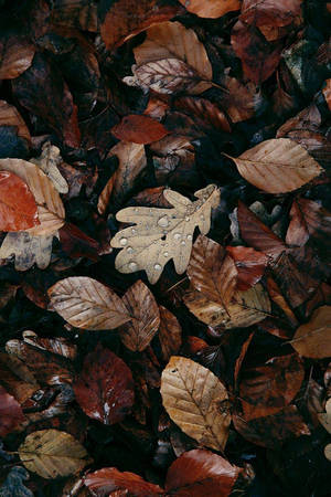 Wet Fallen Dirty Leaves Aesthetic Wallpaper