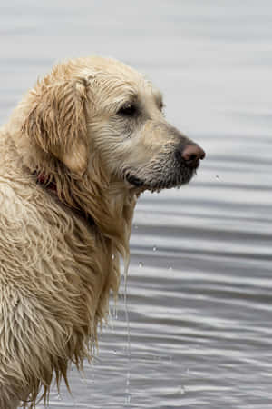 Wet Golden Retriever Dog Wallpaper