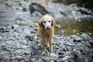 Wet Golden Retriever Riverside Wallpaper