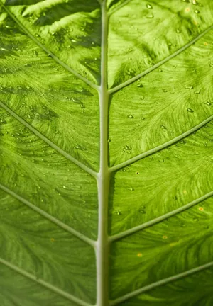 Wet Green Leaf Ipad 2021 Wallpaper