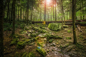 Wet Mossy Forest View Wallpaper