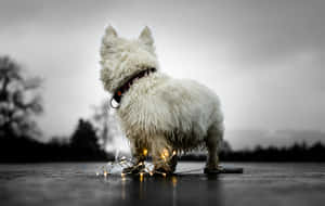 Wet White Dog With Lights Wallpaper