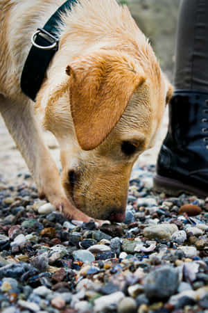 Wet Yellow Labrador Sniffing Ground.jpg Wallpaper