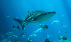 Whale Shark Underwater Aquarium Wallpaper