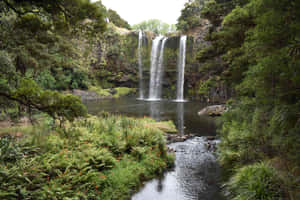 Whangarei Falls Lush Greenery New Zealand Wallpaper